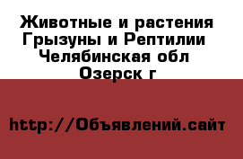 Животные и растения Грызуны и Рептилии. Челябинская обл.,Озерск г.